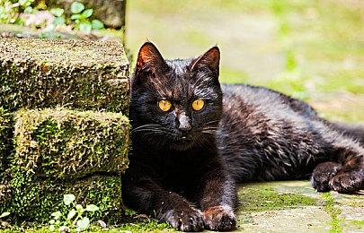 《集合啦！动物森友会》玩家可将整座岛屿迁移至Switch2